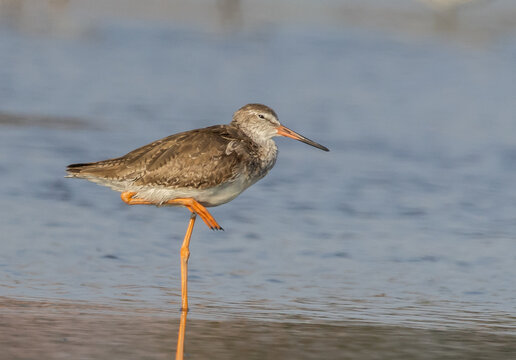 Common Redshank standing on one leg in water.