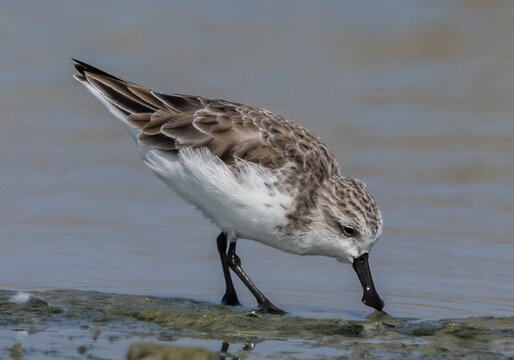 Critically Endangered Spoon-billed Sandpiper foraging in mudflat  Thailand.