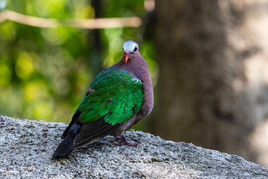 Common Emerald Dove perched on a rock.