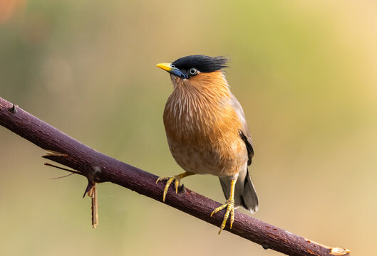 Alert Brahminy Myna on thorny perch.