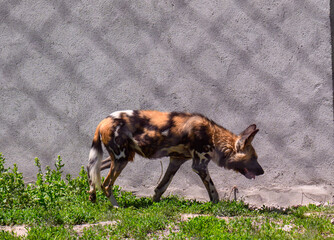 Obraz premium African wild dog walking past a concrete wall with green grass