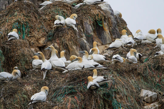 Northern gannet (Morus bassanus)