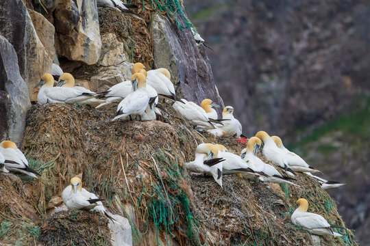Northern gannet (Morus bassanus)