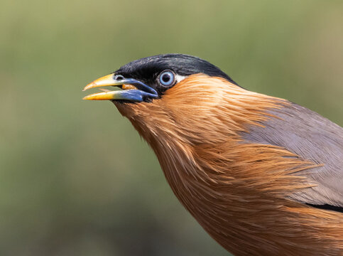 Brahminy Starling Portrait with Vibrant Blue Eyering and Orange Beak.
