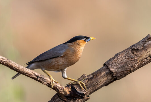 Alert Brahminy Myna on thorny perch.