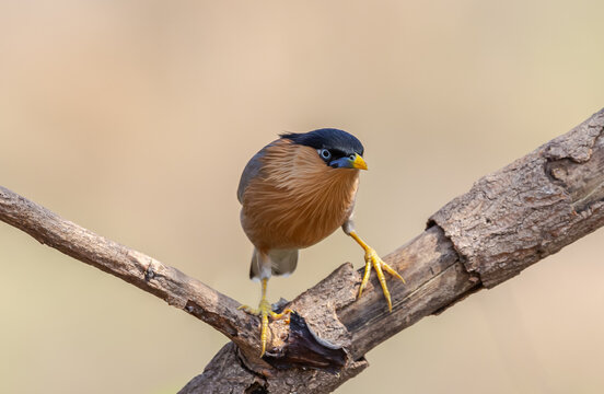 Alert Brahminy Myna on thorny perch.