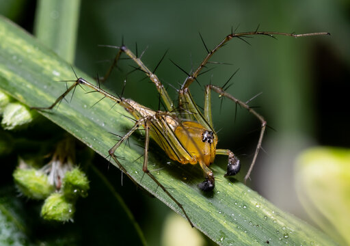 Male Lynx Spider (Oxyopes javanus) on Green Leaf Macro.