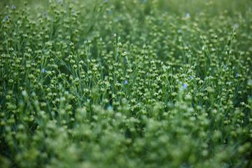 Fototapeta premium Flax growing in a field, a field of flax against the backdrop of the sun. Eco-friendly design