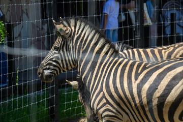 Fototapeta premium Zebra near fence with people in background