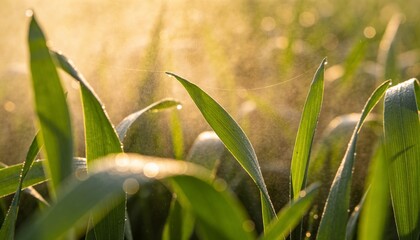 Obraz premium Catching warm backlight, single green leaf blade bending in meadow, with dewdrops and spider silk