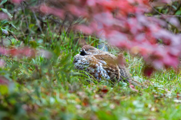 Fototapeta premium Hazel Grouse hiding in autumn foliage