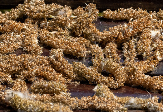 Many dry tree catkins, tassels, which are the drooping male flower clusters from trees like oaks, birches, poplars, and willows