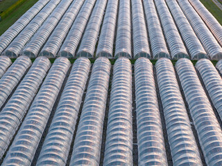 Fototapeta premium Greenhouse (Polytunnel) in Germany to produce strawberrys