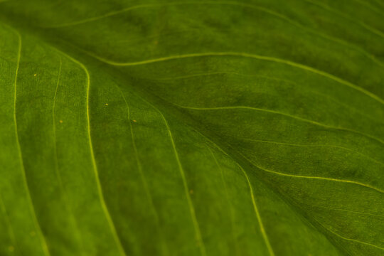 Vibrant Green Leaf Surface Macro Texture Background with Soft Focus Raised Veins Subtle Gradient and Organic Ribbed Pattern for Naturalistic Design