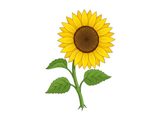 Fototapeta premium Sunflower illustration with green stem and leaves on white background