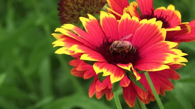 A close-up view of a honeybee diligently collecting nectar and pollen from a bright red and yellow Gaillardia pulchella flower, also known as an Indian Blanket. 