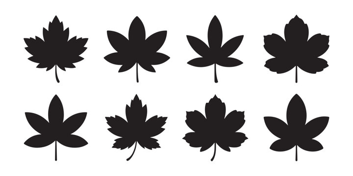 Collection of various black maple leaf silhouettes on transparent background for fall designs.