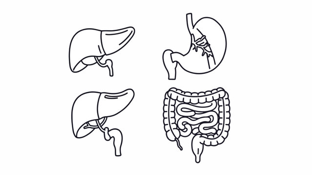 Human Liver and Digestive System Anatomy.