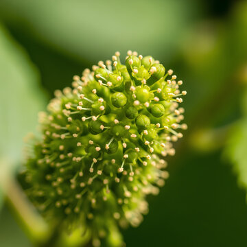 Closeup of a green grape flower cluster in the sunlight.