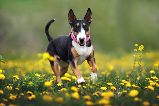 happy bull terrier dog running in a field of dandelions