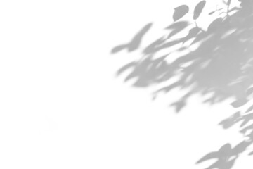 Naklejka premium shadow overlay effects of abstract natural tree leaves shadow on wall background,Summer sunlight and shadow overlay effect,branches of a tree shadow,autumn leaves shadow,plants shadow