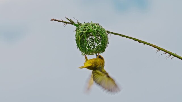 Yellow Baya Weaver bird hanging with nest