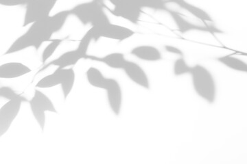 shadow overlay effects of abstract natural tree leaves shadow on wall background,Summer sunlight...