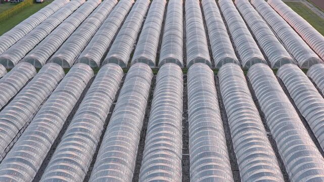 Greenhouse (Polytunnel) in Germany to produce strawberrys