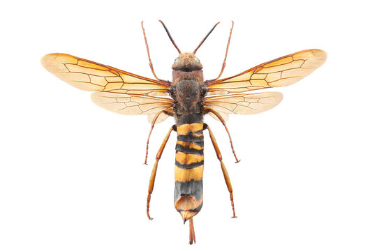 Female of tremex wasp (Tremex fuscicornis) isolated on white