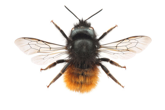 Female of the European orchard bee (Osmia cornuta) isolate on white