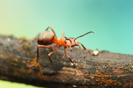 a wood ant insect on a stick