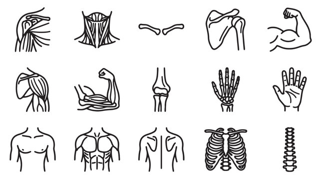 Human anatomy line icons set, 15 medical vector symbols of bones and muscles, orthopedic skeletal system and muscular structure illustrations for healthcare