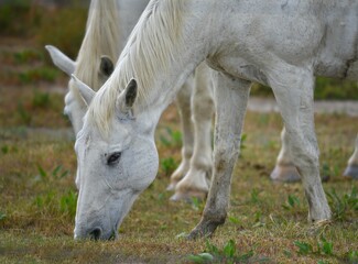 Fototapeta premium Natural landscape with scenic view of two Camarguais wild horses grazing in the countryside of the Camargue National Regional Park in Arles, Bouches-du-Rhône Provence, France.