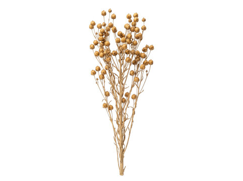 Dried flax plant stalk with seed pods isolated on black background. Natural linum bundle for rustic decor and farming.