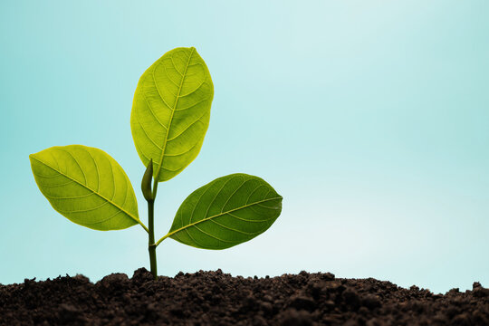 Young green plant growing from soil under blue sky representing nature growth