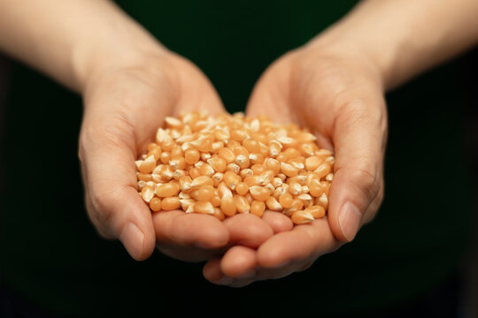 Hands holding raw corn seeds in dark background. Agriculture produce