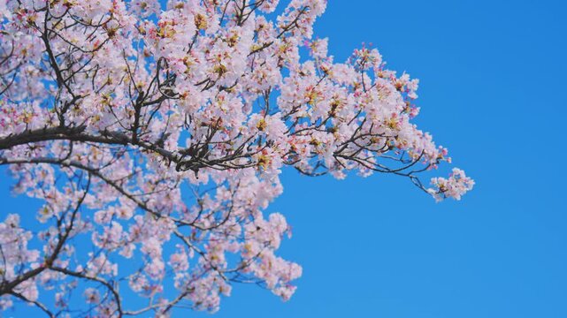 4K スローモーション　日本の春の風景、多摩川沿いの美しい桜並木と桜吹雪