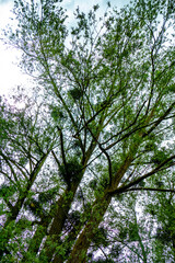 Fototapeta premium Baum mit vielen Misteln im Frühjahr