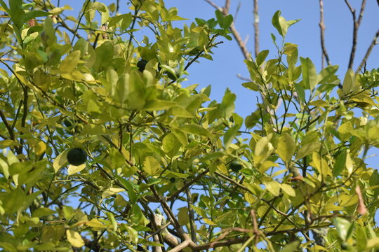 A vibrant view of a lime tree filled with dense foliage and young green fruits against a clear sky. Captures the essence of organic farming and backyard gardening.