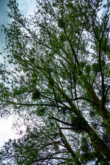 Fototapeta premium Baum mit vielen Misteln im Frühjahr