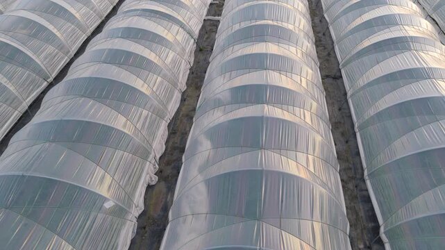 Greenhouse (Polytunnel) in Germany to produce strawberrys