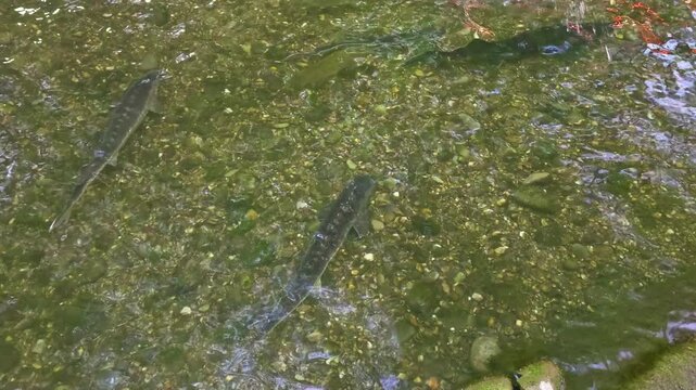 Several sturgeon swimming in a clear freshwater pond. Detailed view of fish moving over a pebbly bottom in clean water. Natural aquatic environment.