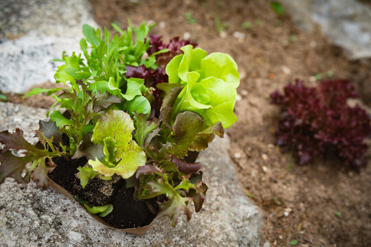 Assortment of young salad seedlings in a box. Background for seasonal gardening. Horizontal close-up.