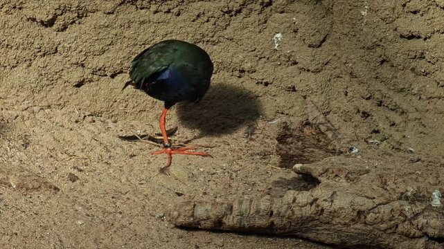 Close up of a wading bird with large feet a  Pukeko (Swamp Hen) walking around beside a pond