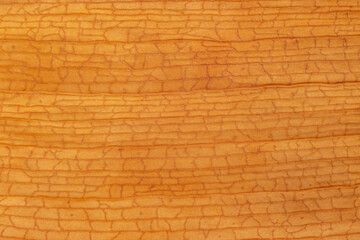 natural backdrop: close up of texture of dry leaf of orchid © romantiche