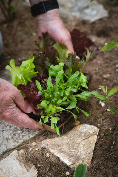 Hands holding an assortment of young salad seedlings in a box. Vertical background for seasonal gardening. Close-up.