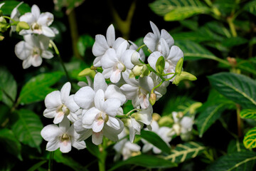 Fototapeta premium Branch with numerous white flowers of Dendrobium Orchid against blurred green tropical foliage background. Selective focus