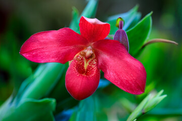 Close-up of red flower of Phragmipedium Orchid or Slipper Orchid against blurred green background © Вера Тихонова