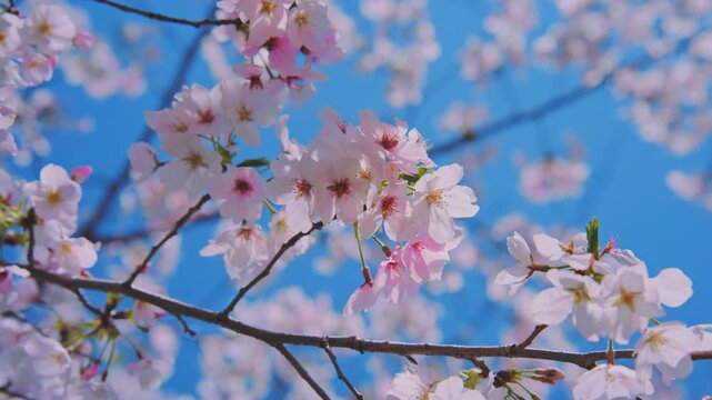 4K スローモーション　日本の春の風景、多摩川沿いの美しい桜並木と桜吹雪