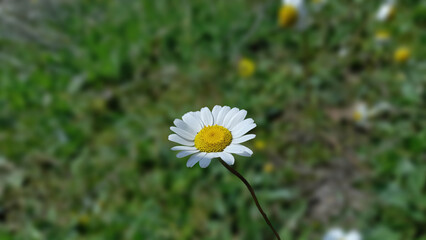 Beautiful Common Daisy (Bellis perennis) blooming in a green field with soft bokeh background. © Kenan Sonmez 
